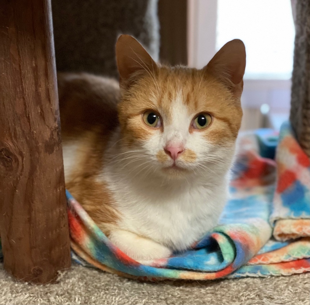 Paxton, an adoptable Domestic Short Hair in Goshen, IN, 46526 | Photo Image 5