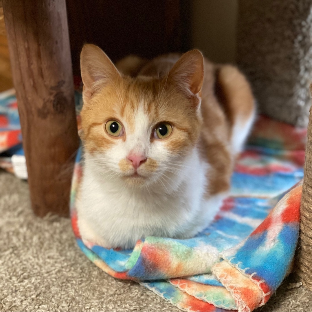 Paxton, a Adoptable Domestic Short Hair in Goshen, IN image 6/6