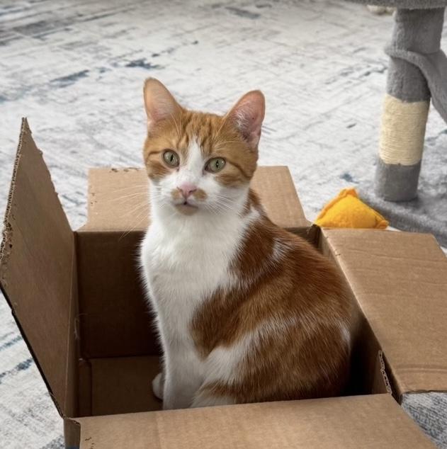 Enlarge Paxton, a Adoptable Domestic Short Hair in Goshen, IN image 1/6