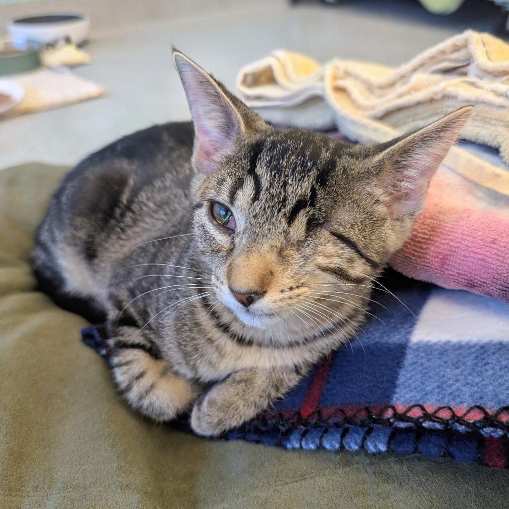 Snorkel, Adoptable, Kitten Female Domestic Short Hair.