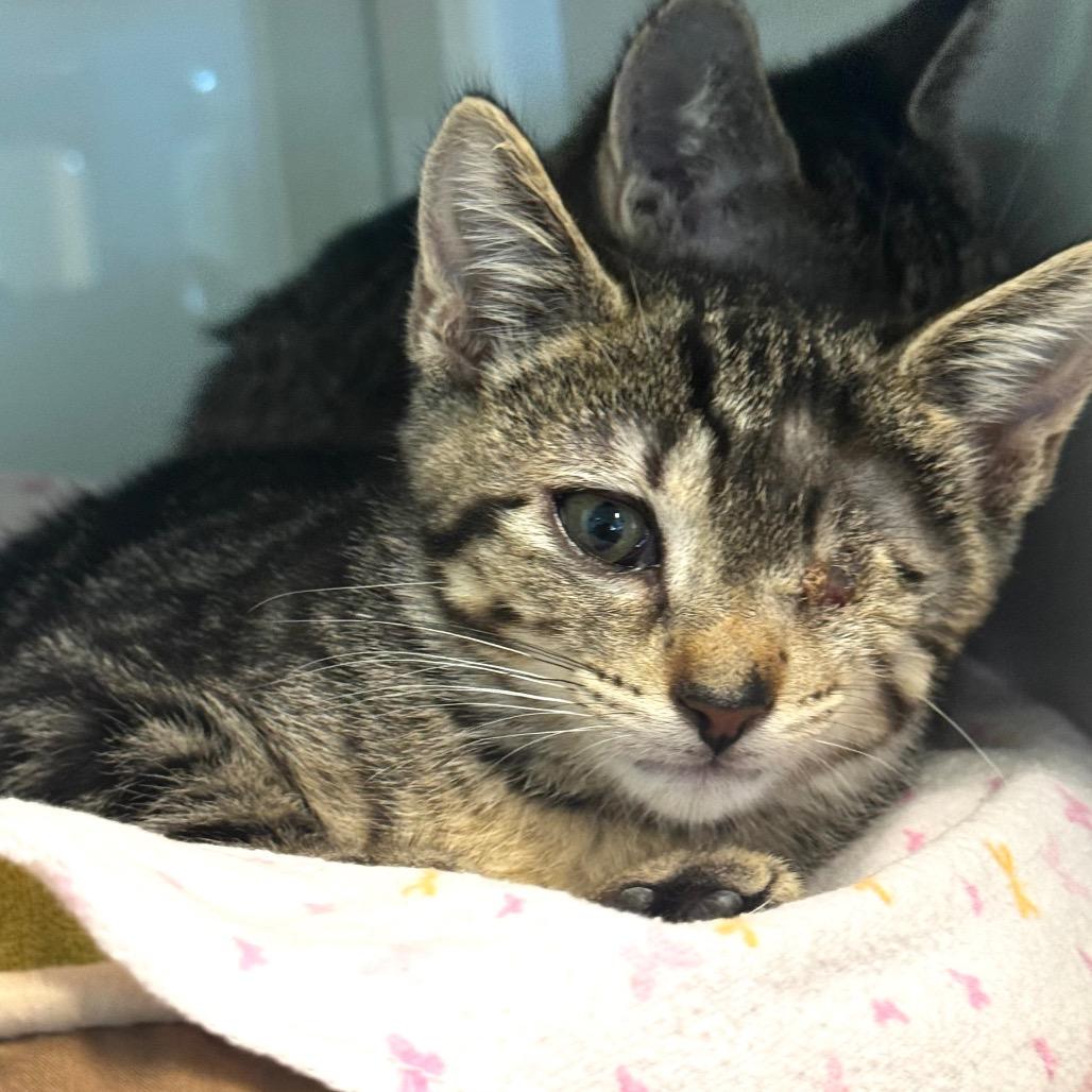 Snorkel, a Adoptable Domestic Short Hair in Wheeling, IL image 2/5