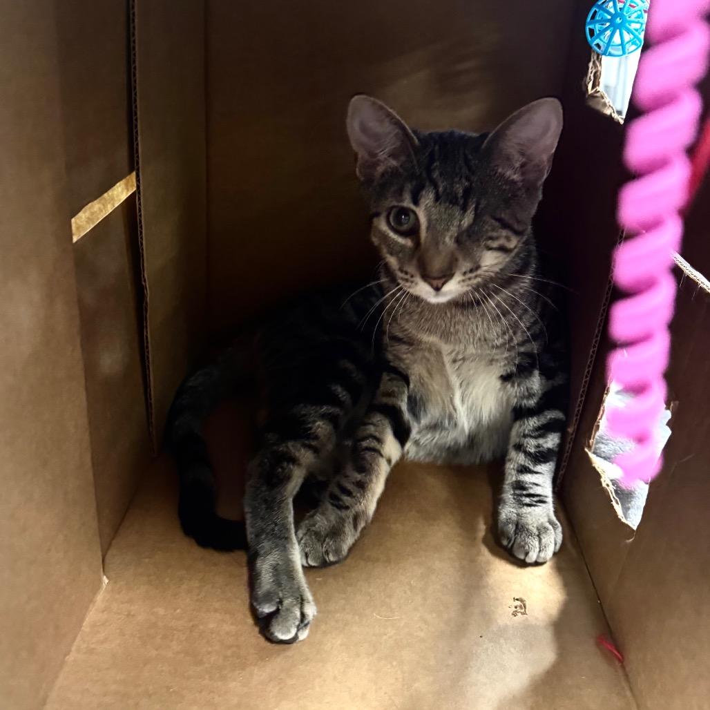 Snorkel, a Adoptable Domestic Short Hair in Wheeling, IL image 3/5