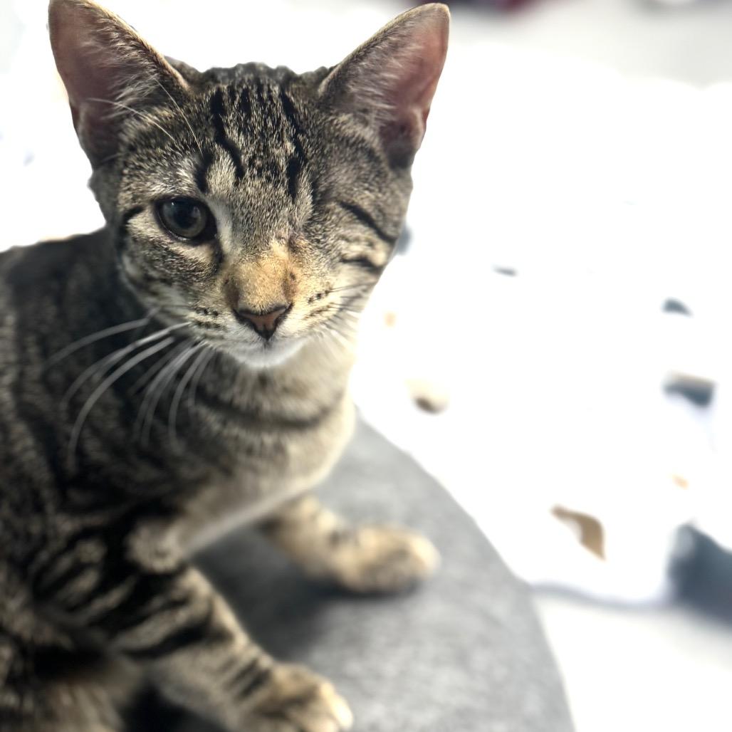 Snorkel, a Adoptable Domestic Short Hair in Wheeling, IL image 4/5