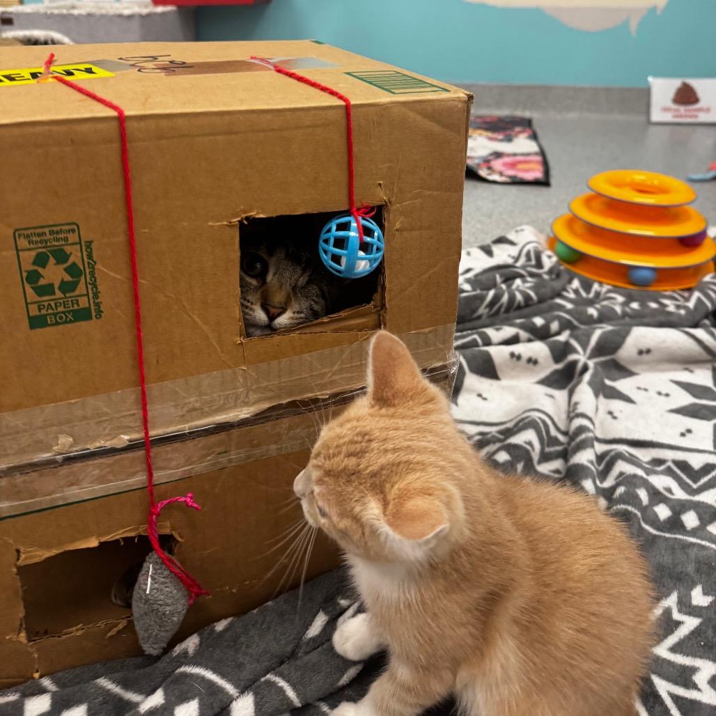 Snorkel, a Adoptable Domestic Short Hair in Wheeling, IL image 5/5
