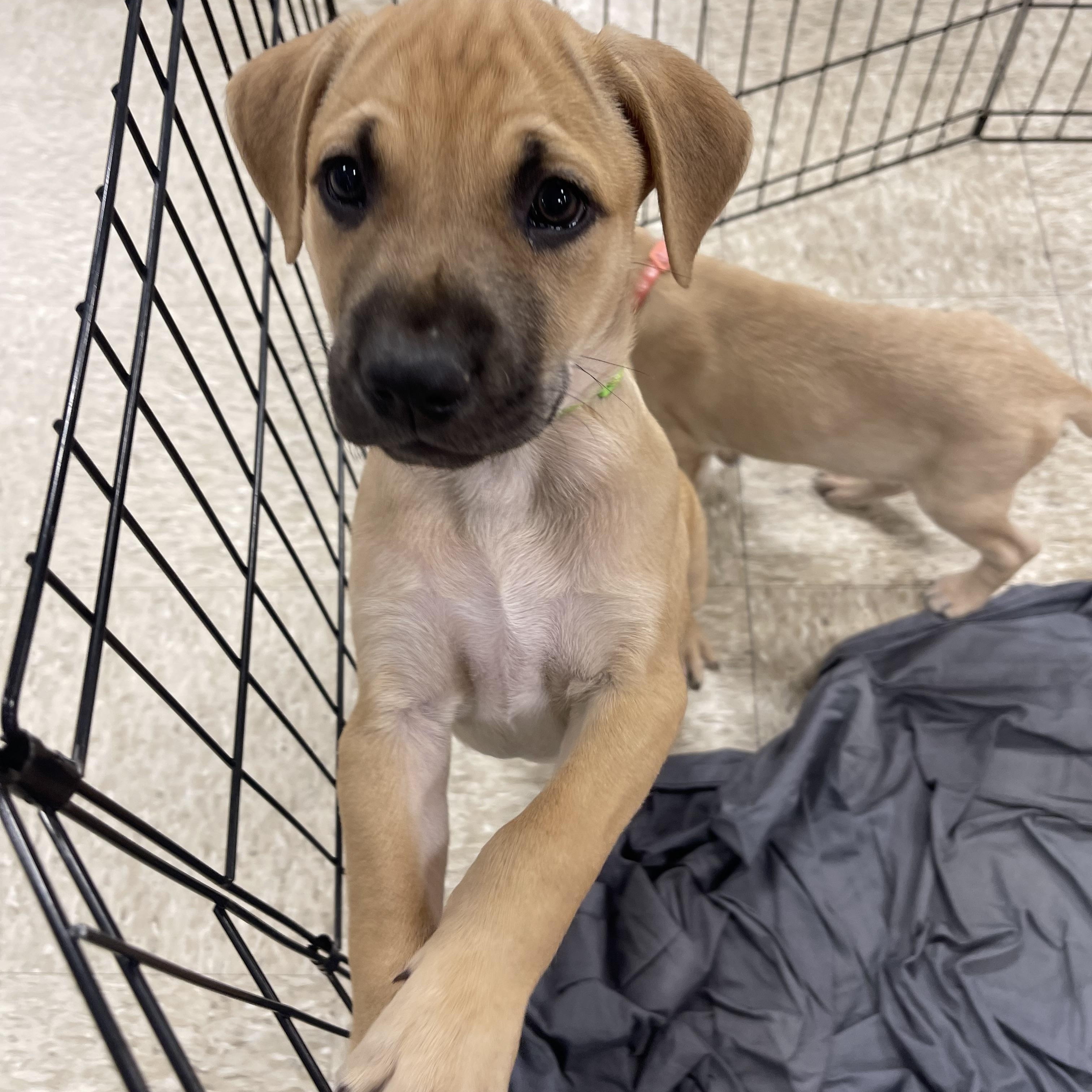 Jack, Adoptable, Puppy Male Labrador Retriever & Carolina Dog.