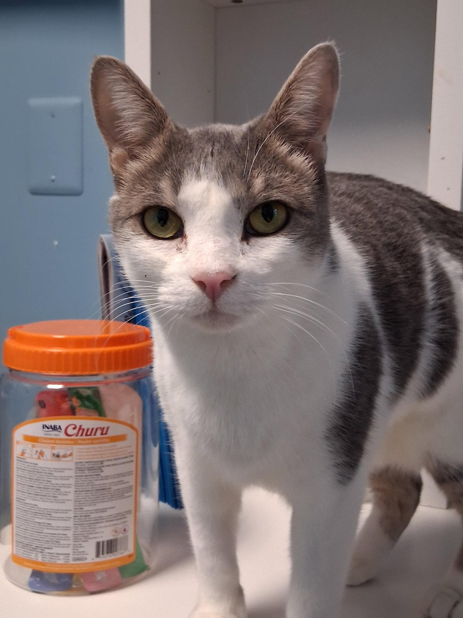Cara, a Adoptable Domestic Short Hair in Reston, VA image 1/3