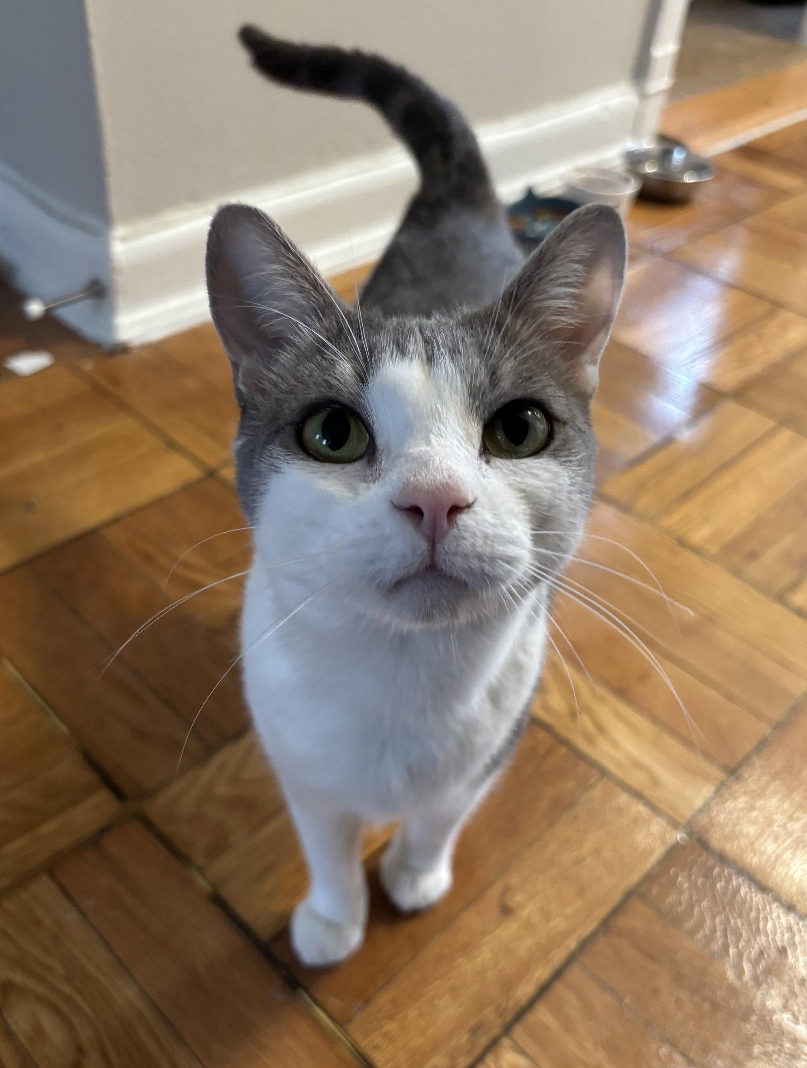 Cara, Adoptable, Young Female Domestic Short Hair.