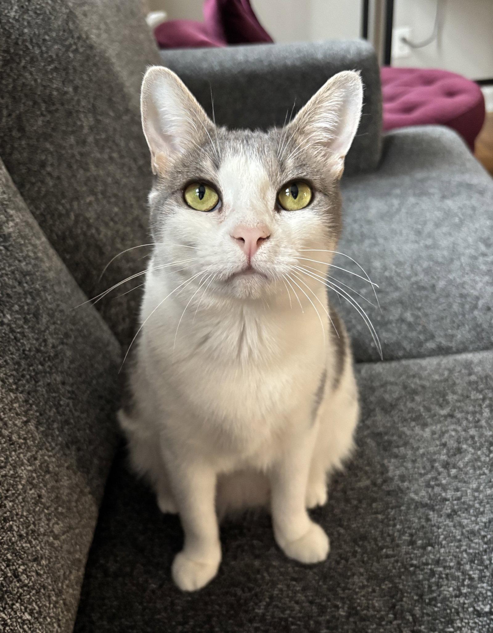 Cara, a Adoptable Domestic Short Hair in Reston, VA image 3/3