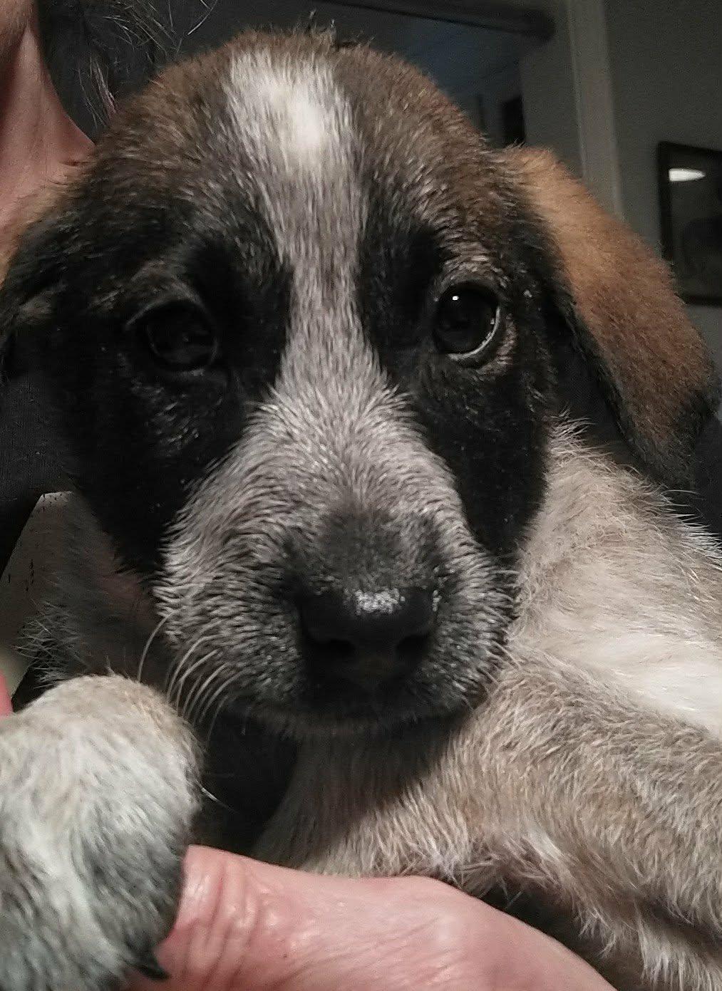 Enlarge MOJO JOJO, a Adopted Australian Cattle Dog / Blue Heeler in Bradenton, FL image 1/1