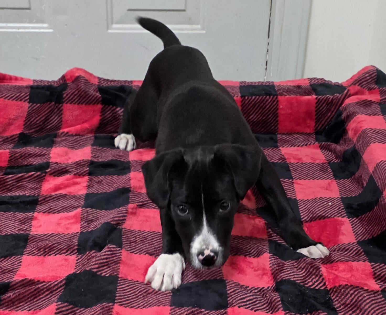 Enlarge BENNETT (Courtsey Post), a Adoptable mixed breed in Alpharetta, GA image 5/6