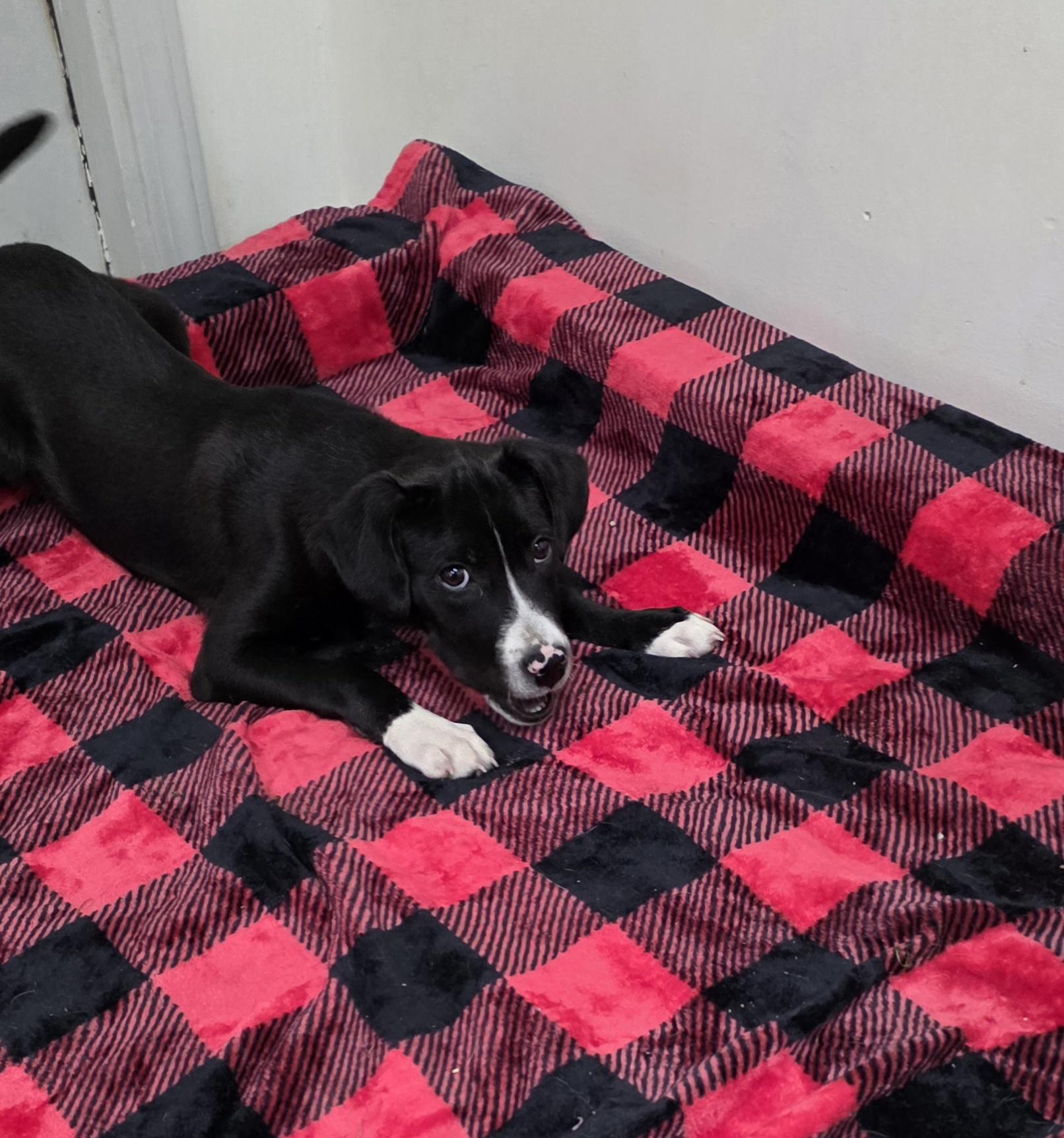 Enlarge BENNETT (Courtsey Post), a Adoptable mixed breed in Alpharetta, GA image 6/6