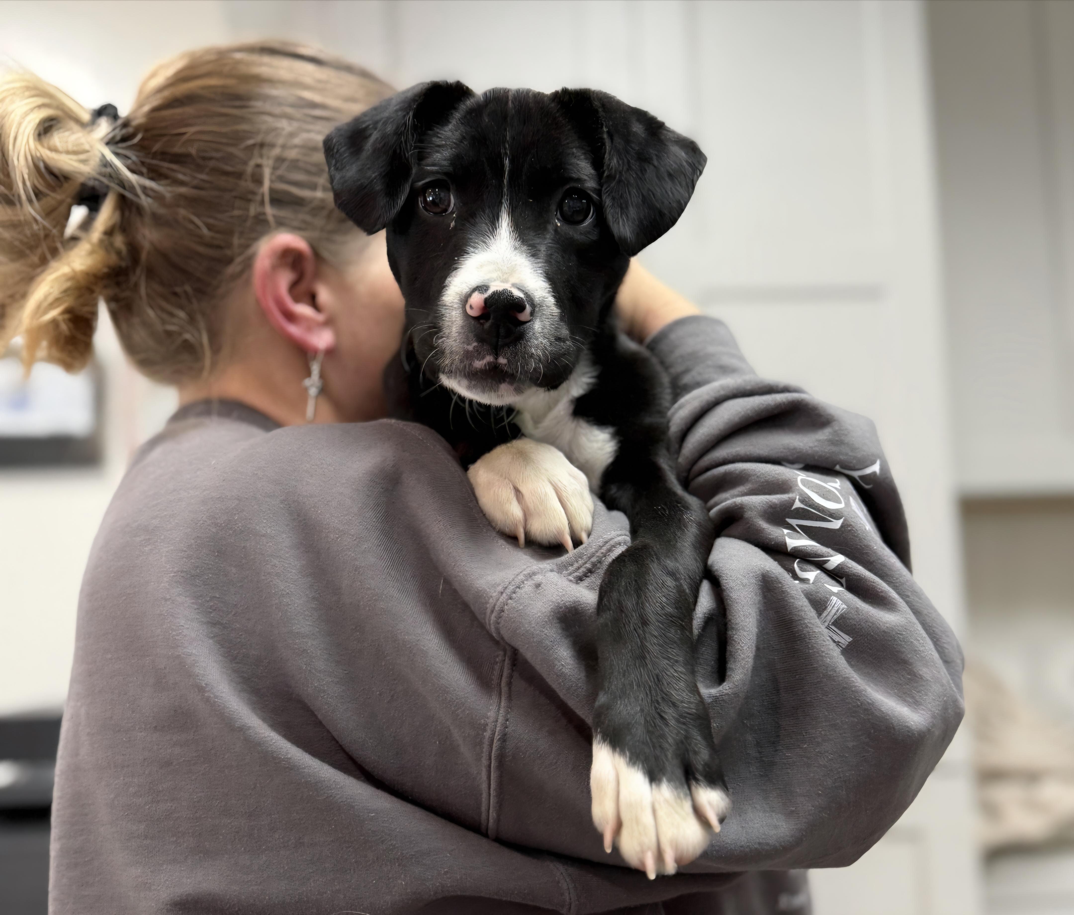 Enlarge BENNETT (Courtsey Post), a Adoptable mixed breed in Alpharetta, GA image 2/6