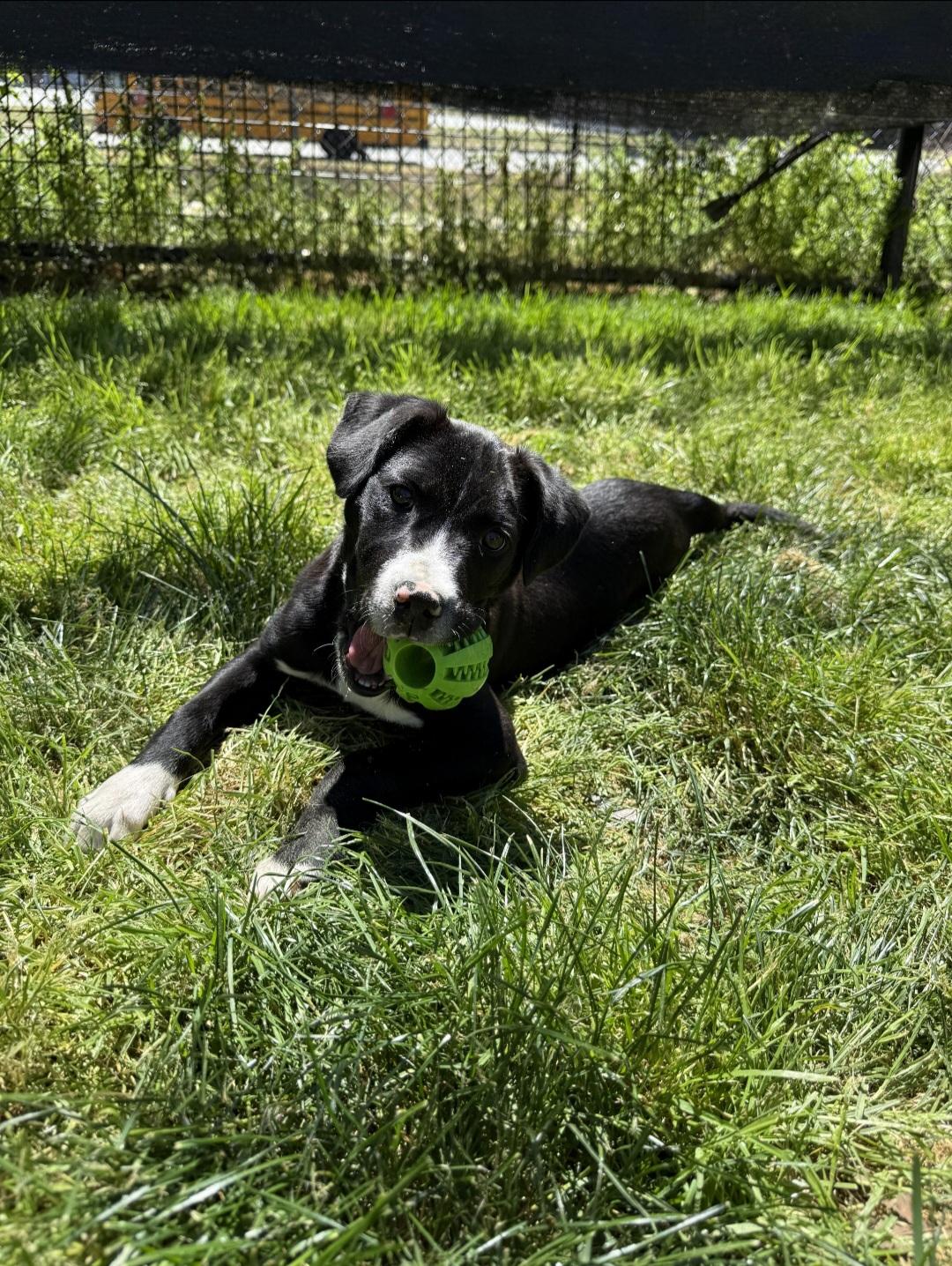 Enlarge BENNETT (Courtsey Post), a Adoptable mixed breed in Alpharetta, GA image 1/6