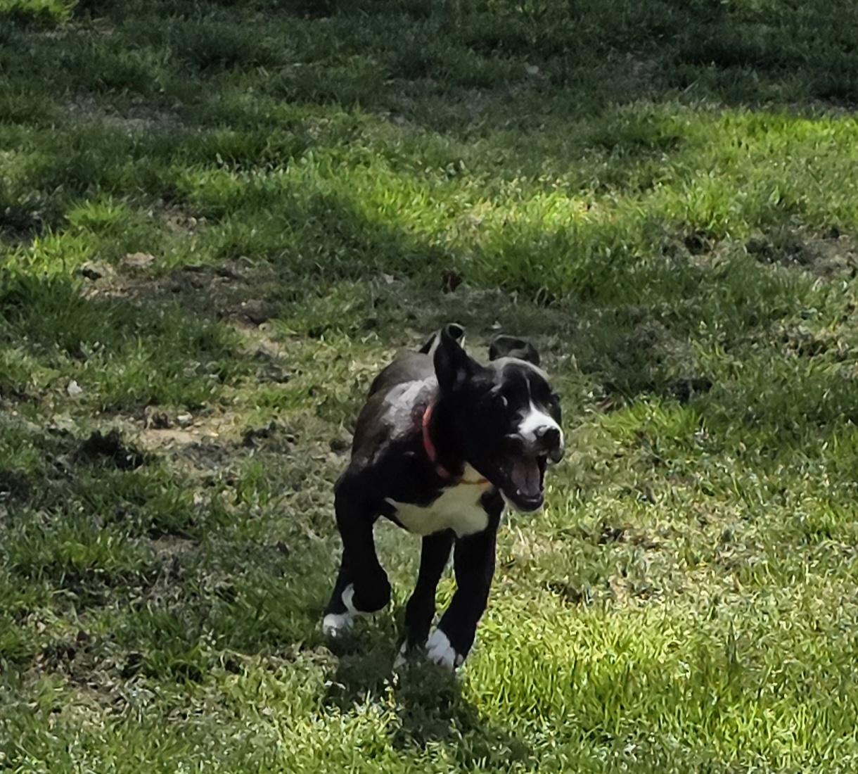 Enlarge BENNETT (Courtsey Post), a Adoptable mixed breed in Alpharetta, GA image 4/6