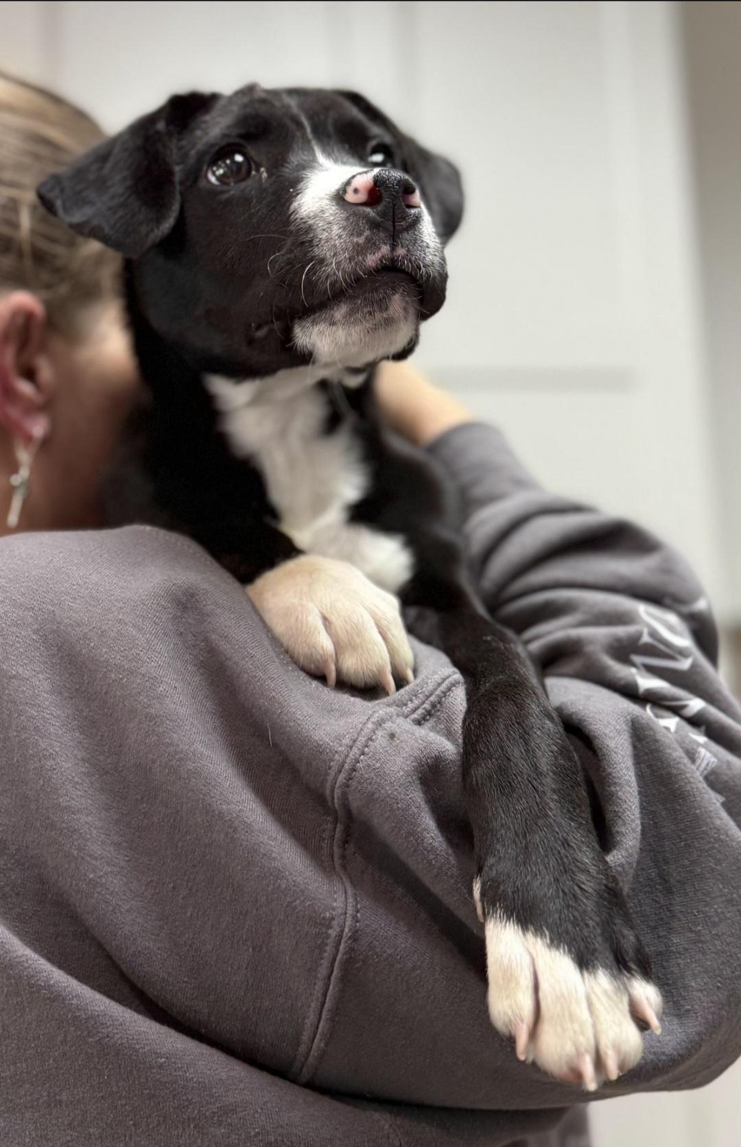 Enlarge BENNETT (Courtsey Post), a Adoptable mixed breed in Alpharetta, GA image 3/6