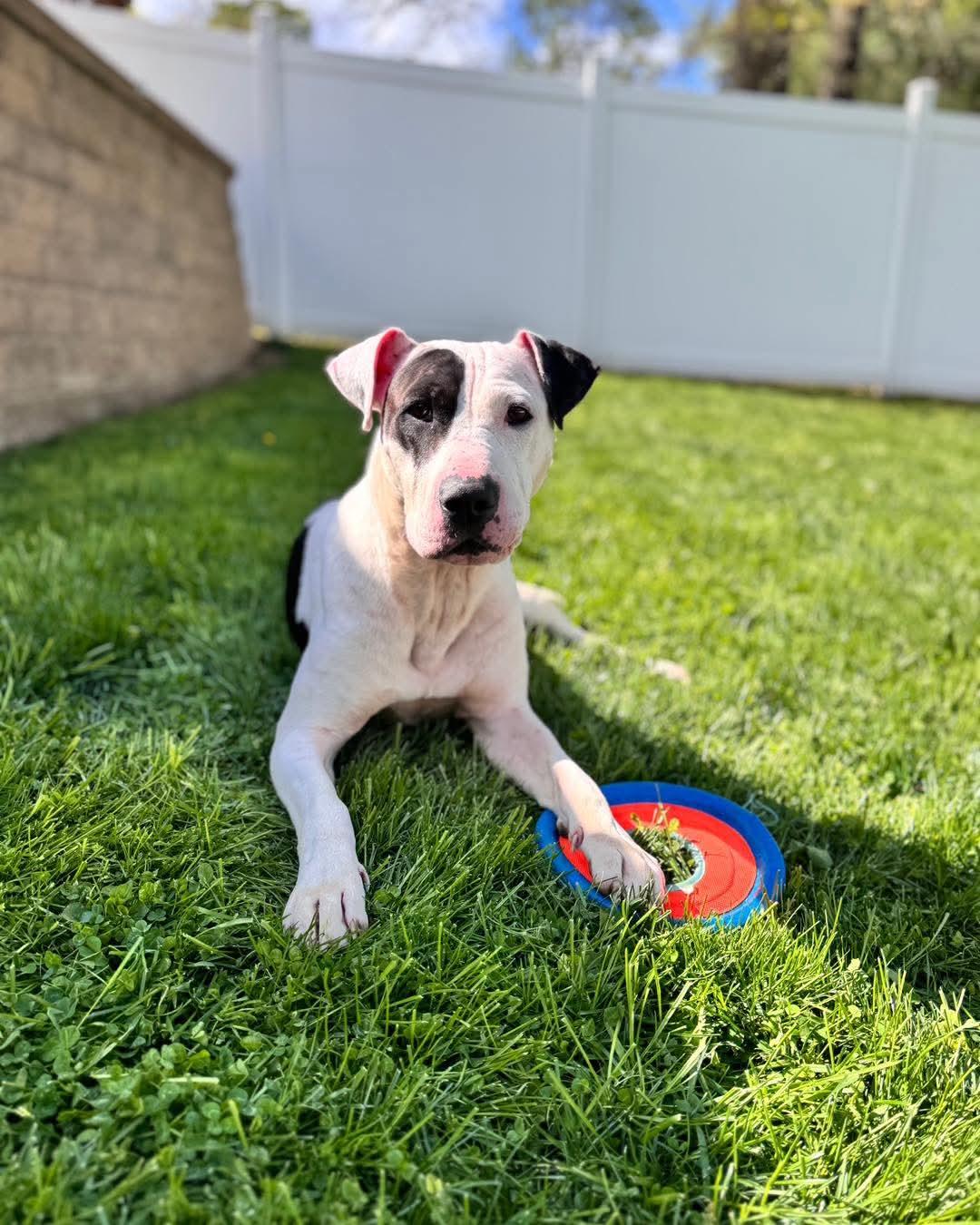 Lucille, ADOPTABLE, Young Female Pit Bull Terrier.