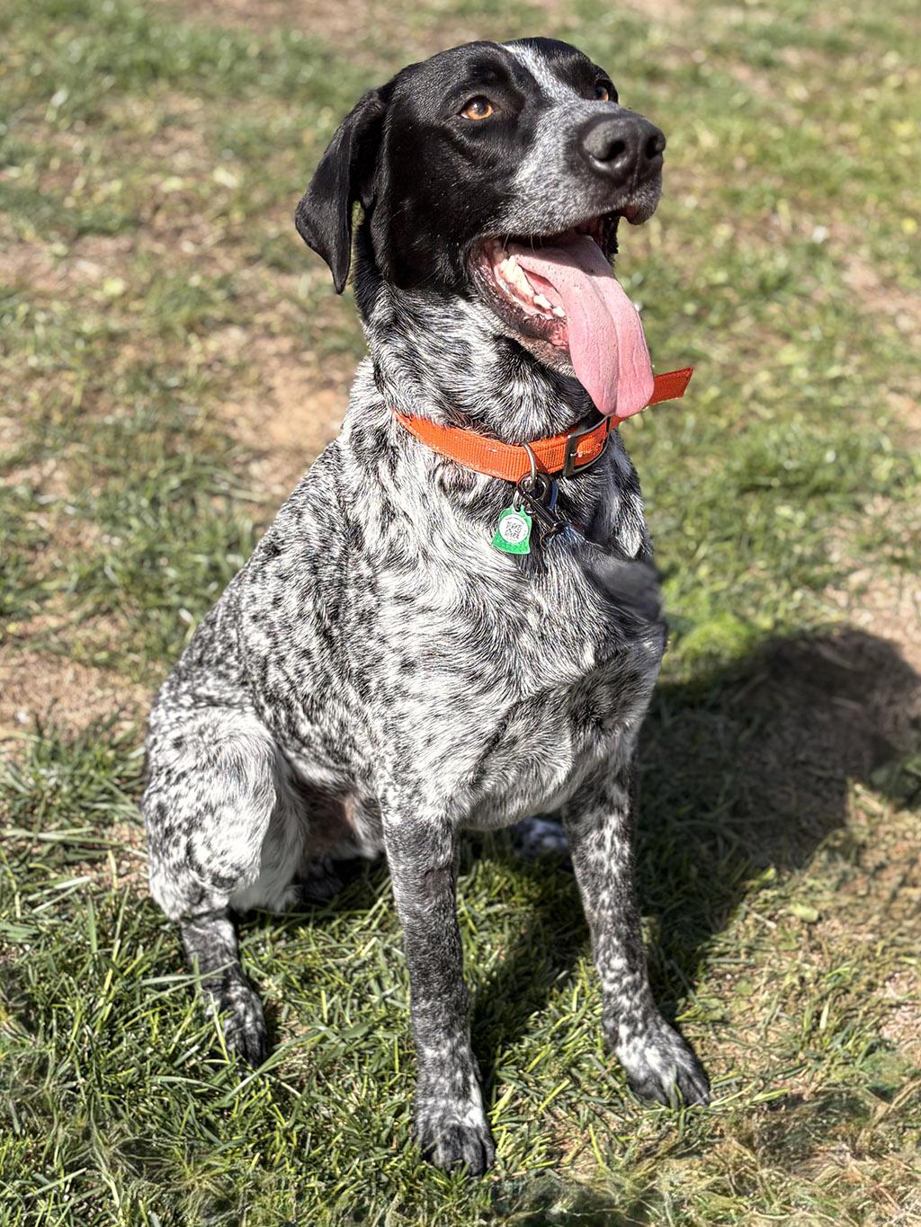 Enlarge Dukon, a Adoptable mixed breed in Lake Saint Louis, MO image 3/6