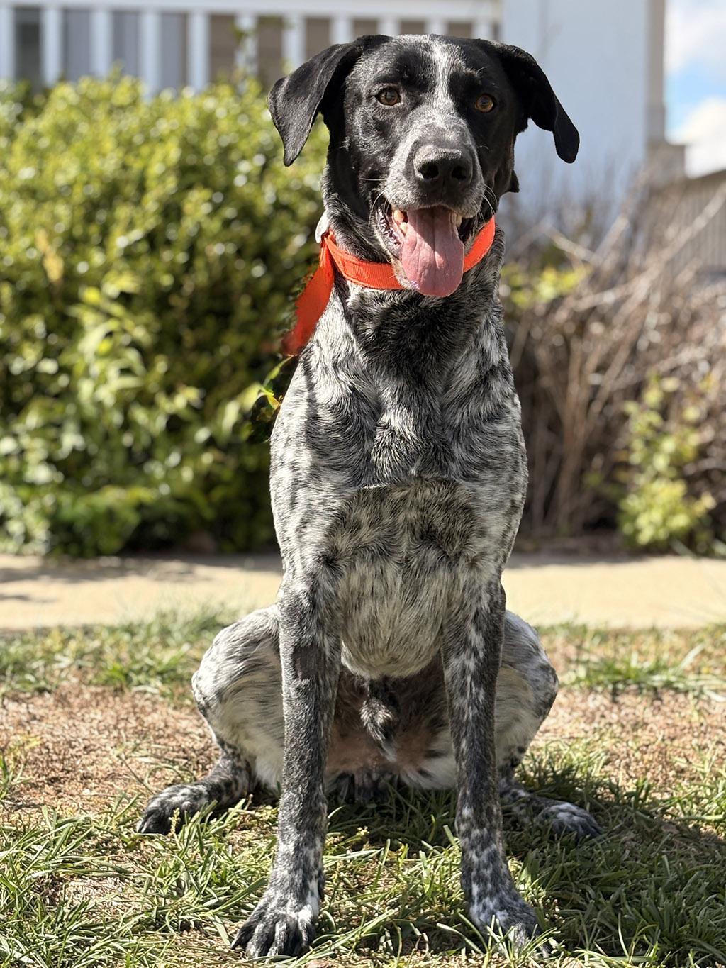 Enlarge Dukon, a Adoptable mixed breed in Lake Saint Louis, MO image 2/6