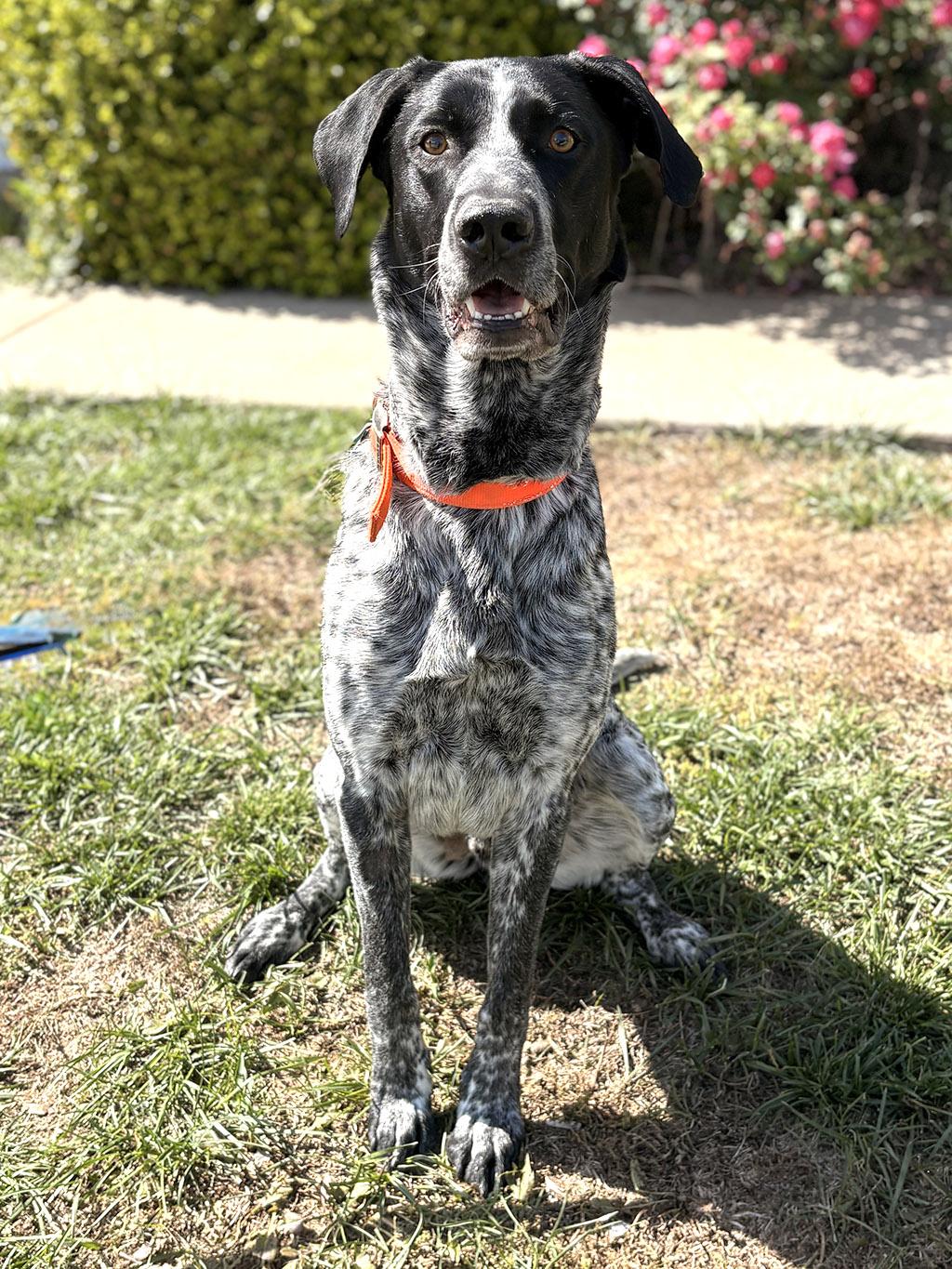 Enlarge Dukon, a Adoptable mixed breed in Lake Saint Louis, MO image 5/6