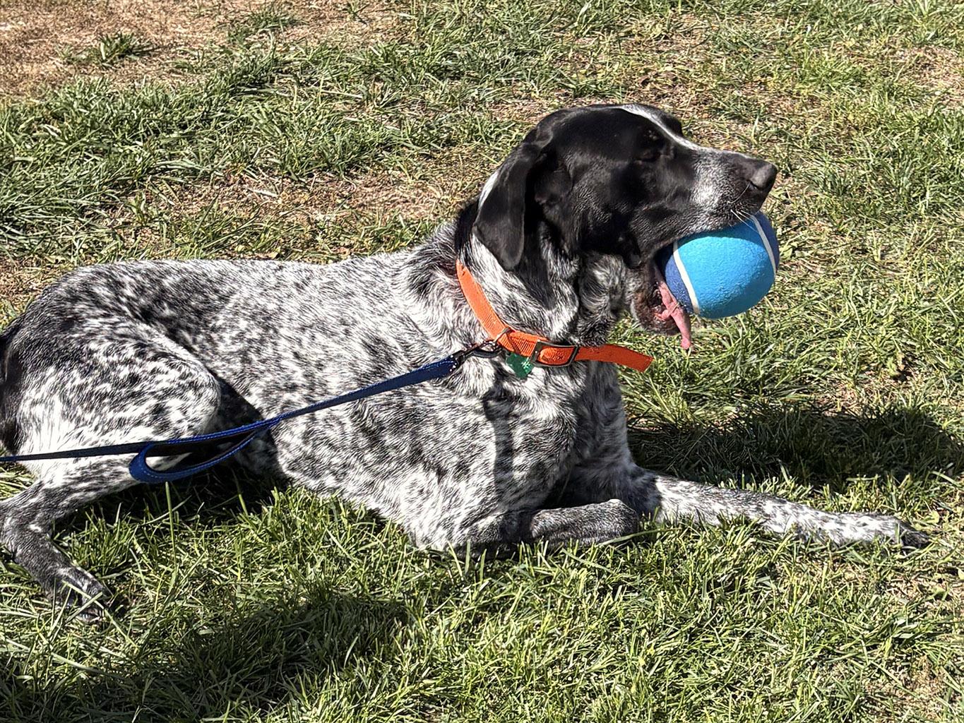 Enlarge Dukon, a Adoptable mixed breed in Lake Saint Louis, MO image 4/6