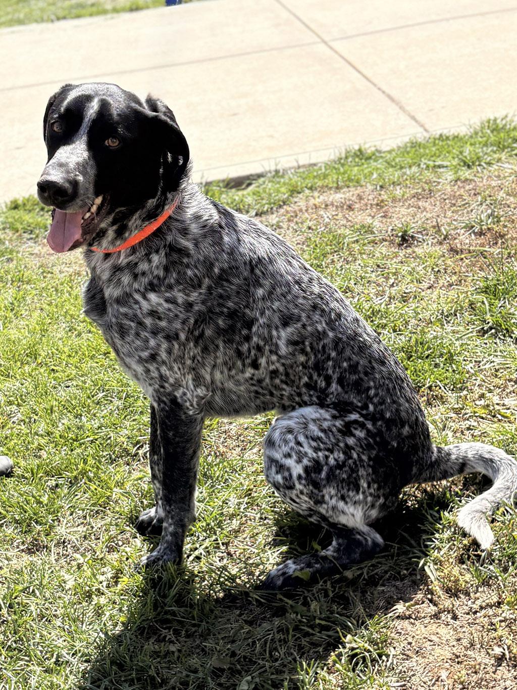 Enlarge Dukon, a Adoptable mixed breed in Lake Saint Louis, MO image 6/6