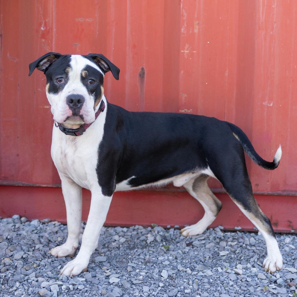 Boggart, ADOPTABLE, Adult Male Mixed Breed.