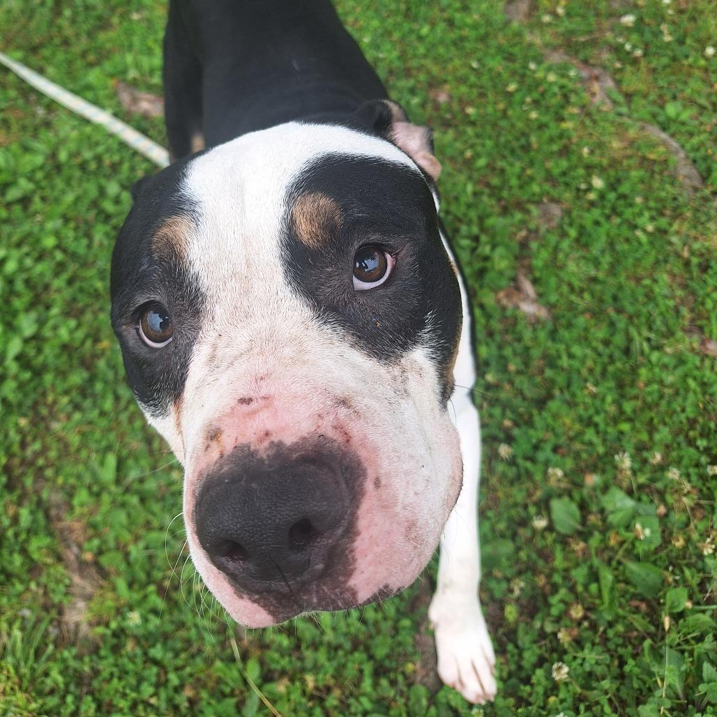 Boggart, a ADOPTABLE Mixed Breed in Cape Girardeau, MO image 3/3