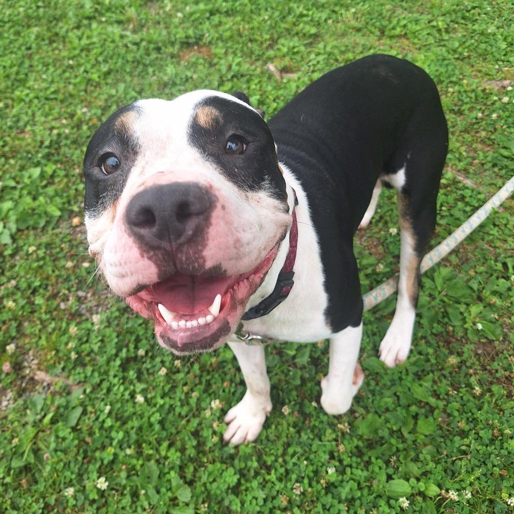 Boggart, a ADOPTABLE Mixed Breed in Cape Girardeau, MO image 2/3