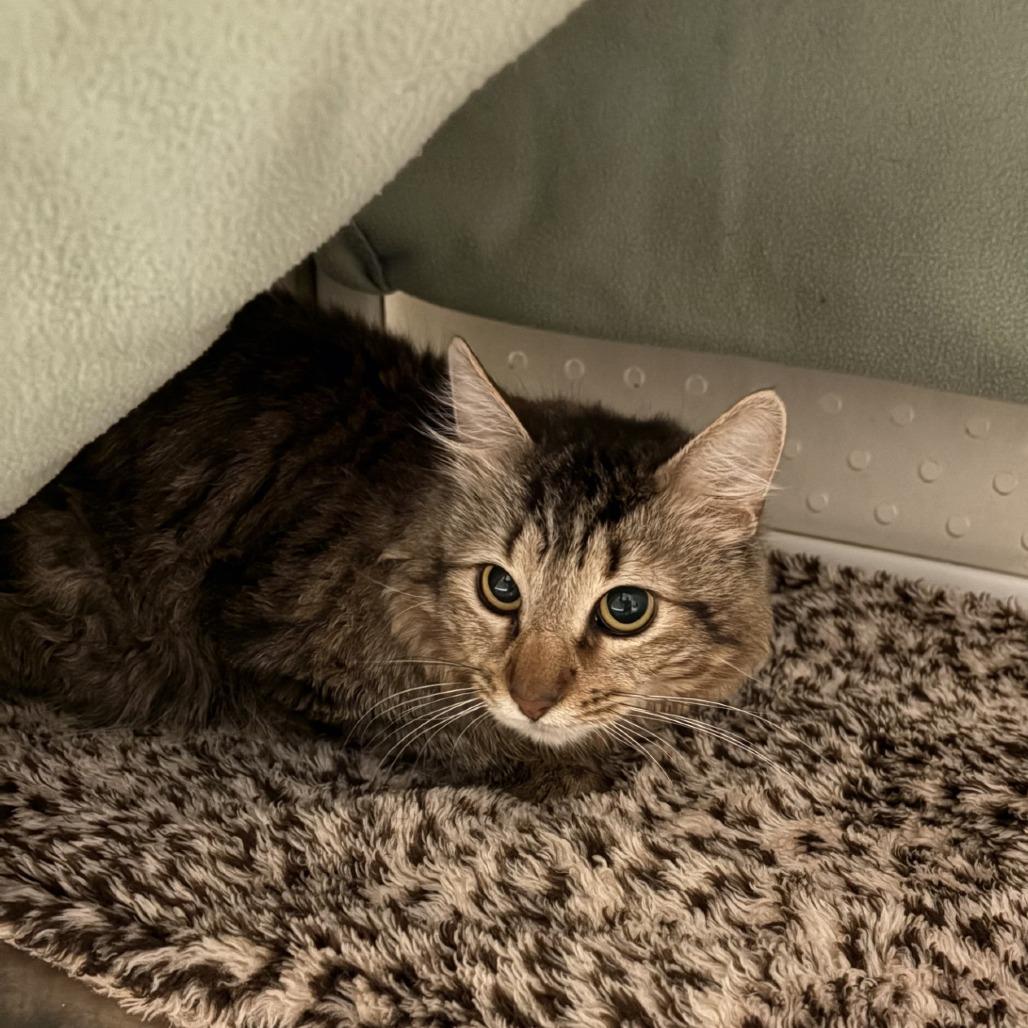 Leo, Adoptable, Adult Male Domestic Medium Hair.