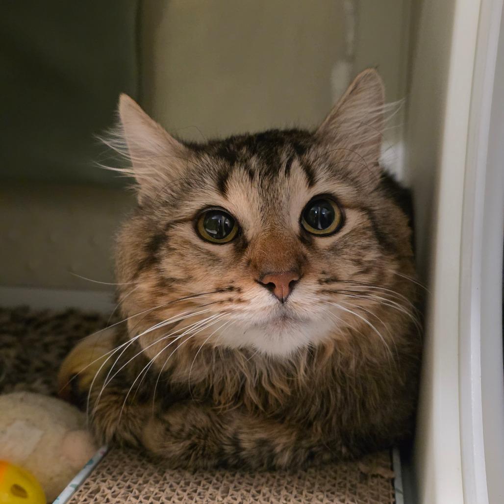 Leo, Adoptable, Adult Male Domestic Medium Hair.