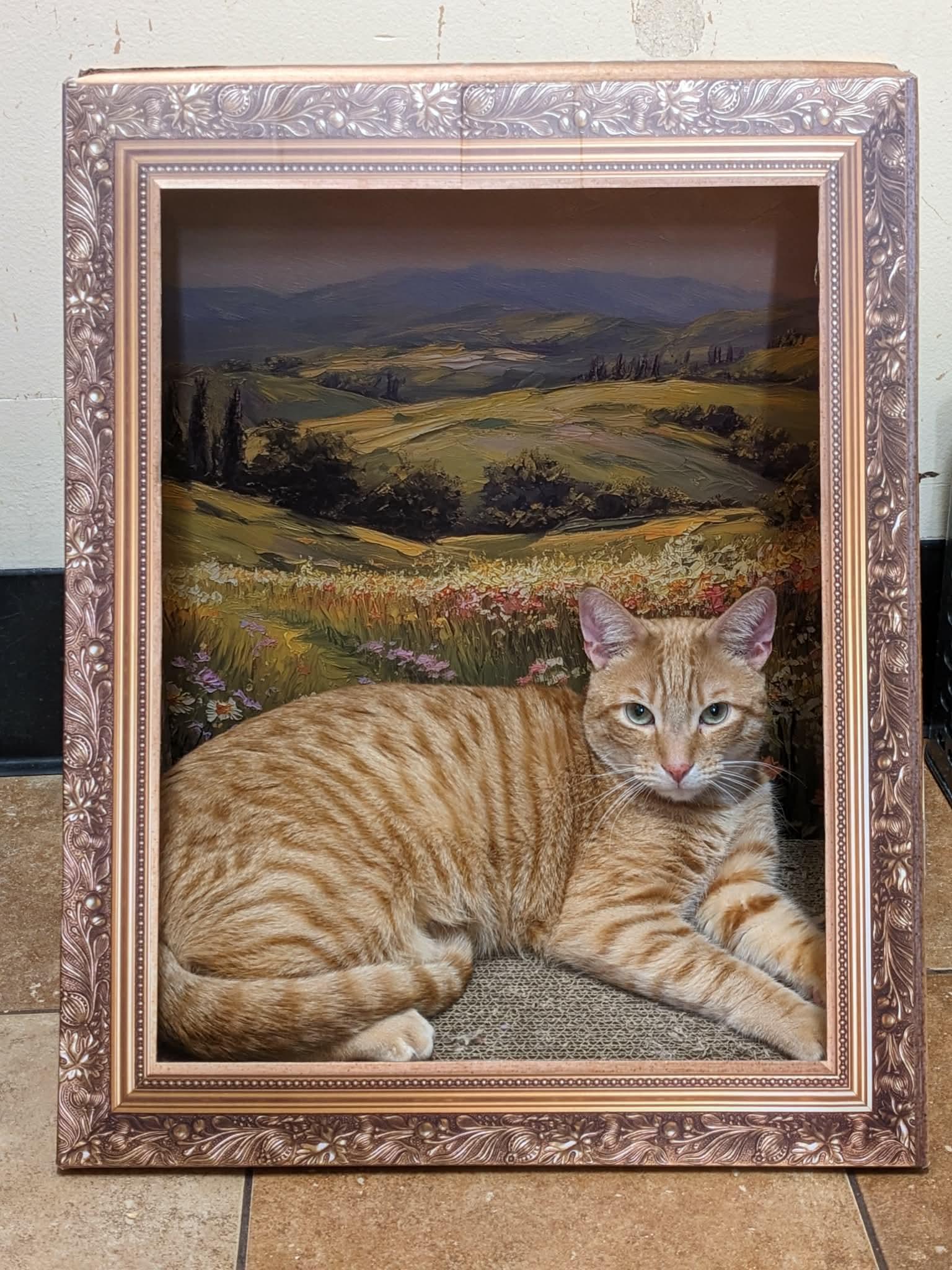 GARFIELD, a Adoptable mixed breed in Murrieta, CA image 3/6