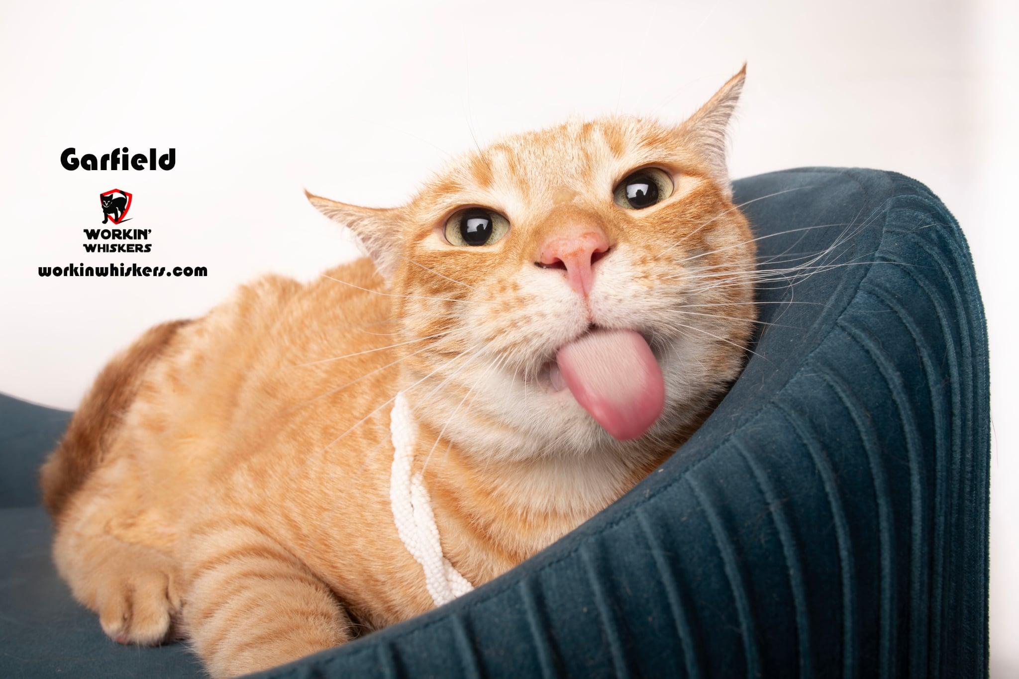 GARFIELD, adopted, Young Male Domestic Short Hair & Tabby.