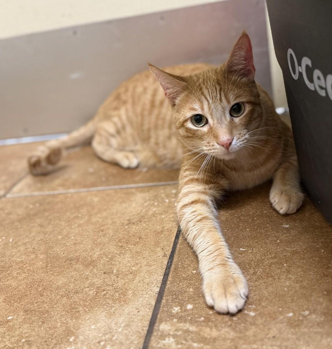 GARFIELD, a Adoptable mixed breed in Murrieta, CA image 2/6