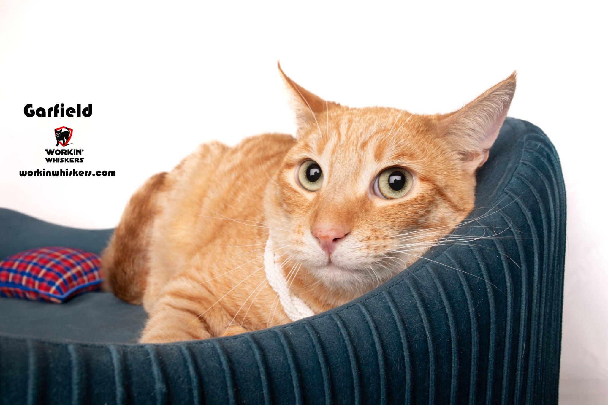 GARFIELD, a Adoptable mixed breed in Murrieta, CA image 4/6