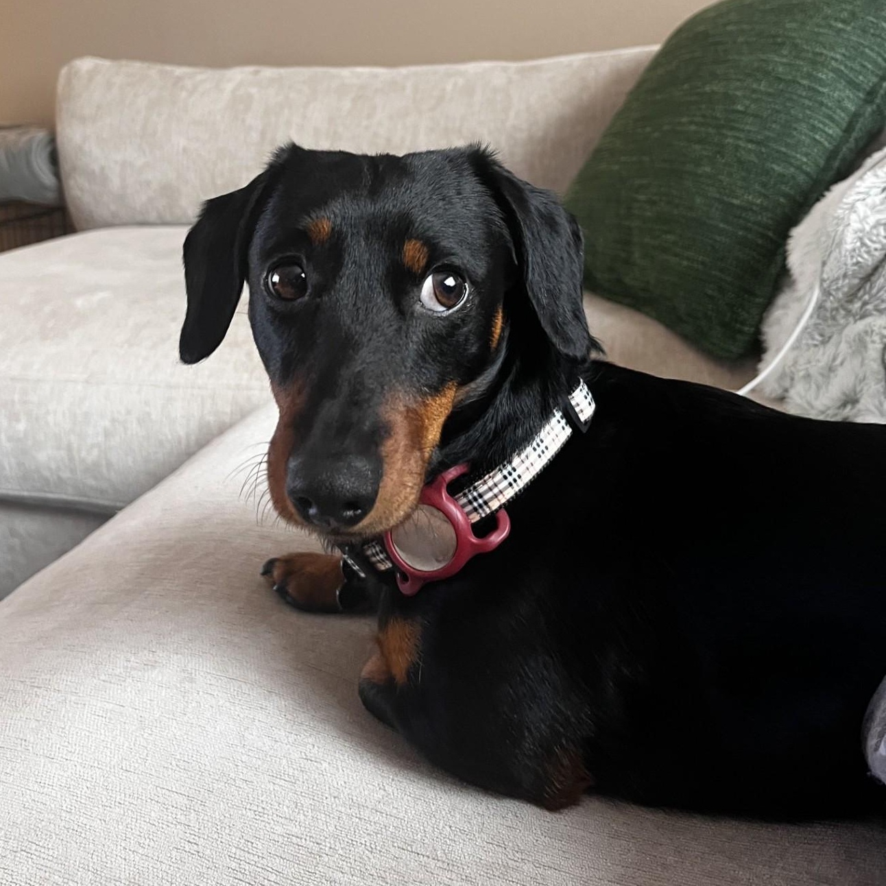 Basil , ADOPTABLE, Young Male Dachshund.