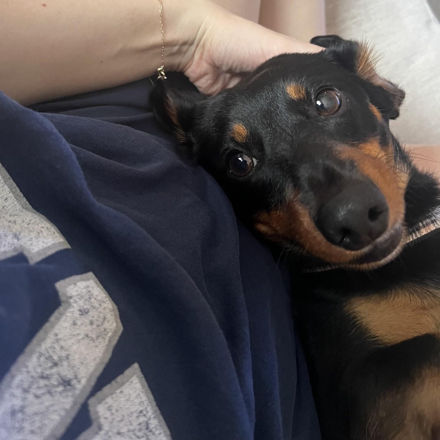 Enlarge Basil , a ADOPTABLE Dachshund in Portland, OR image 4/6