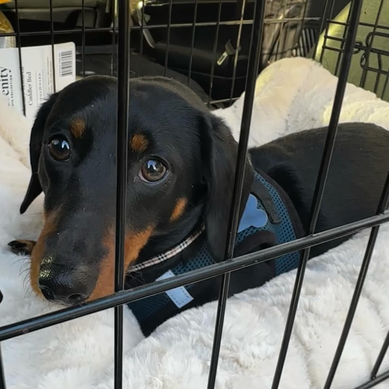Enlarge Basil , a ADOPTABLE Dachshund in Portland, OR image 3/6