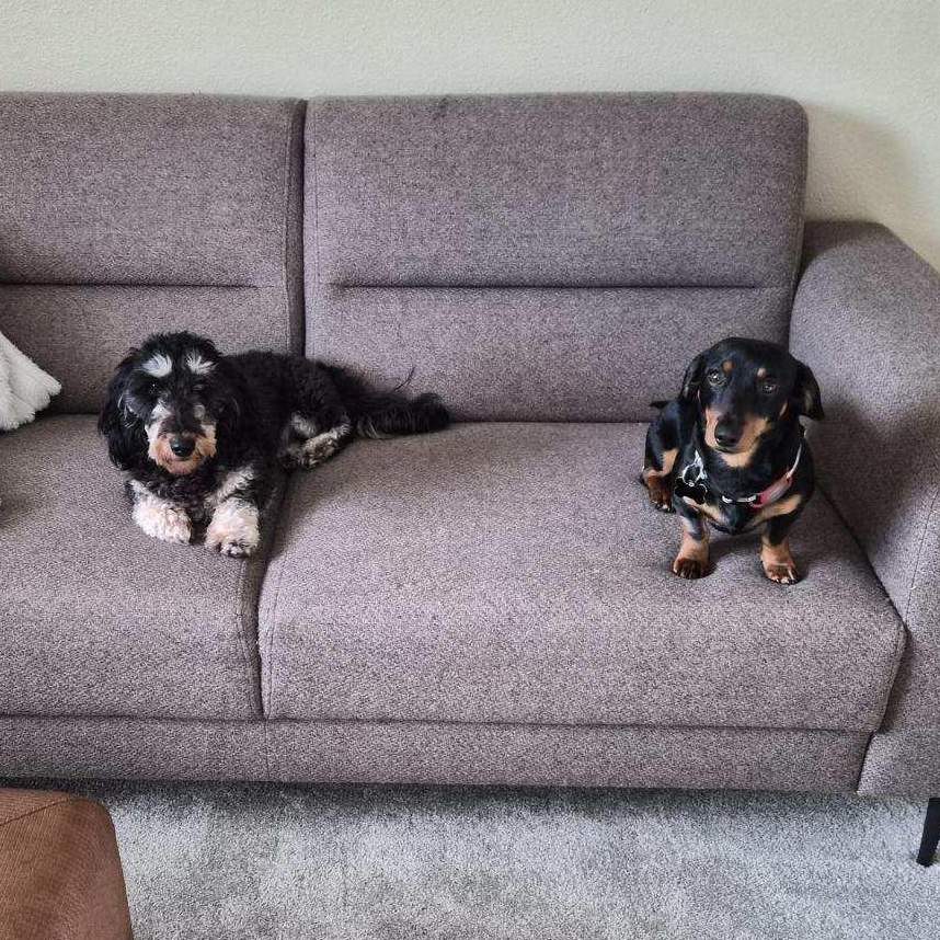 Enlarge Basil , a ADOPTABLE Dachshund in Portland, OR image 6/6