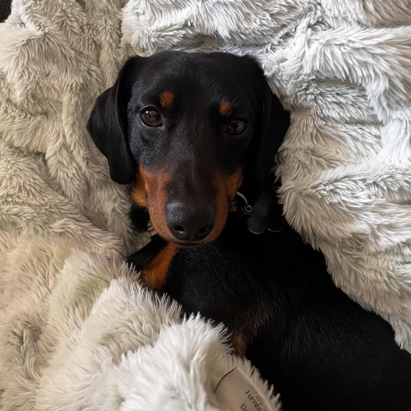 Enlarge Basil , a ADOPTABLE Dachshund in Portland, OR image 2/6