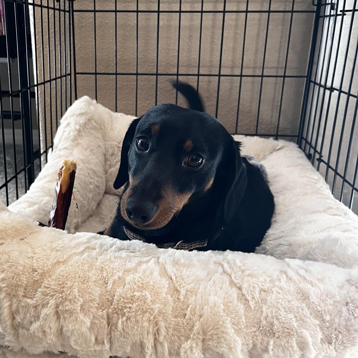 Enlarge Basil , a ADOPTABLE Dachshund in Portland, OR image 5/6