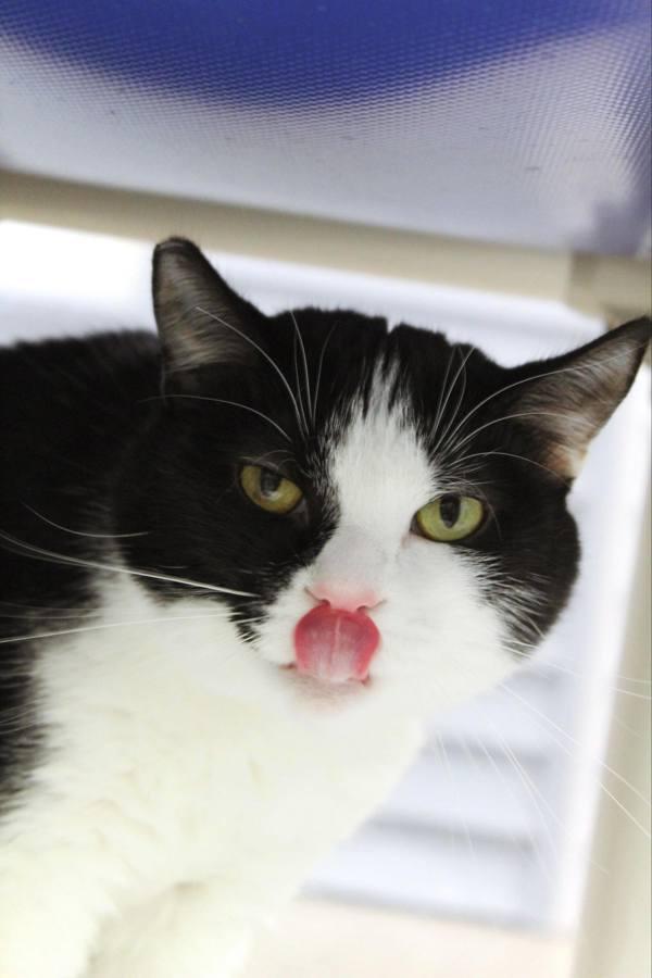 Enlarge Oreo, a Adoptable mixed breed in Indiana, PA image 1/2