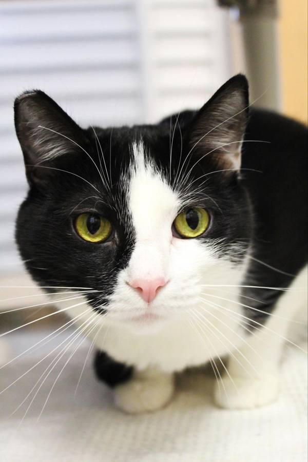 Enlarge Oreo, a Adoptable mixed breed in Indiana, PA image 2/2