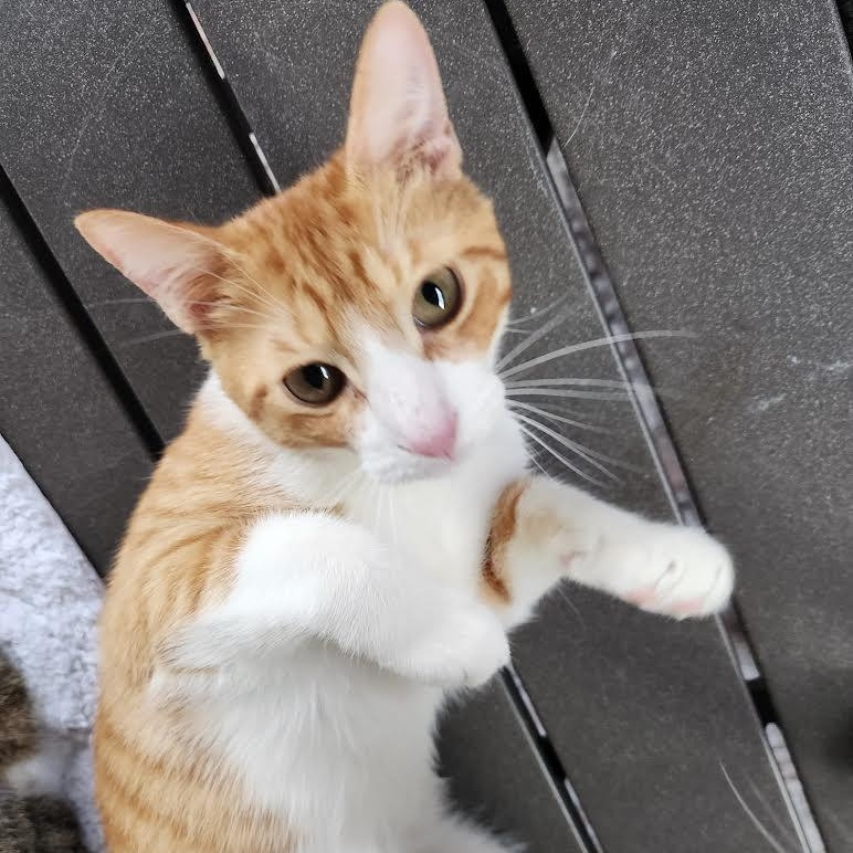 Mickey, a Adoptable Domestic Short Hair in Vernon , CT image 4/5