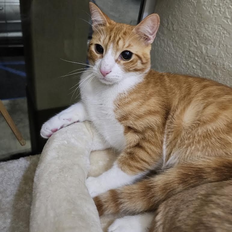 Mickey, a Adoptable Domestic Short Hair in Vernon , CT image 1/5