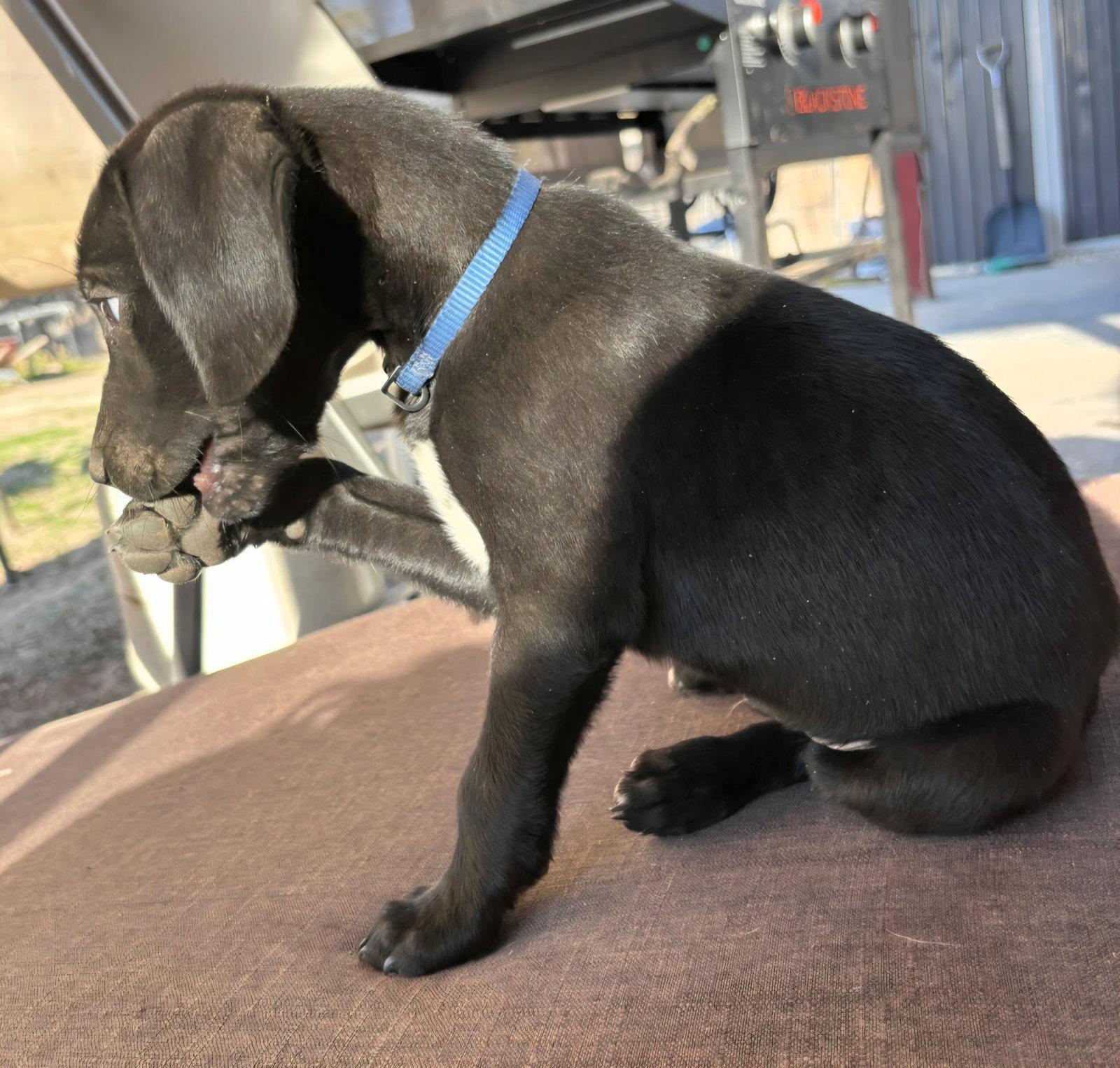 Diego, Adoptable, Puppy Male Flat-Coated Retriever.