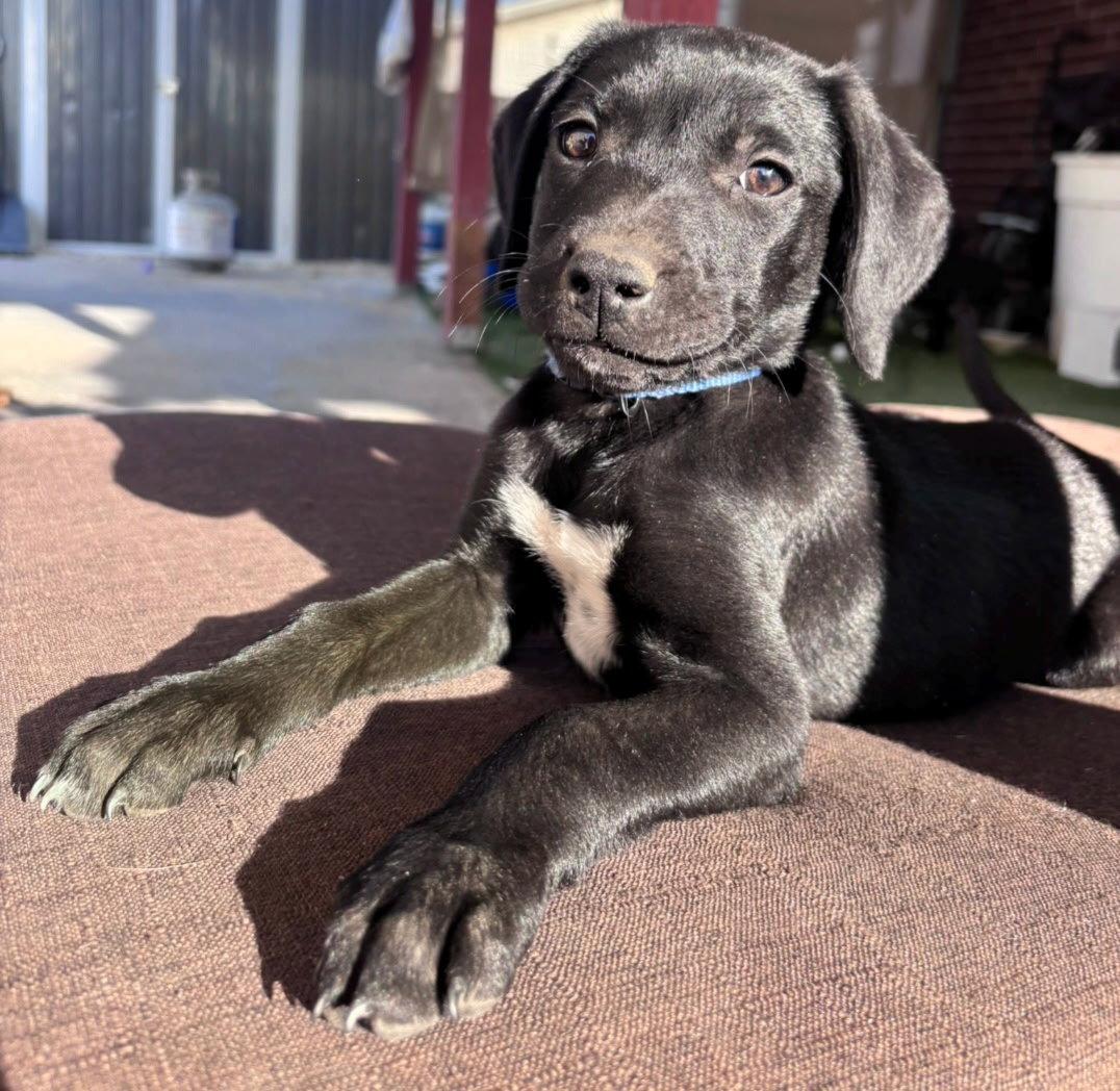 Enlarge Diego, a Adoptable Flat-Coated Retriever in Midway, UT image 2/3