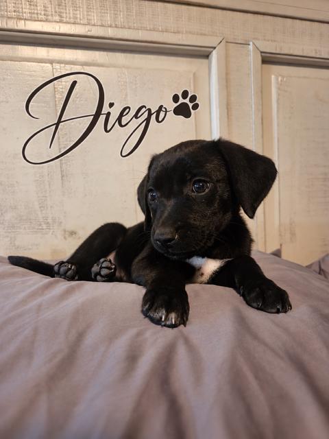 Enlarge Diego, a Adoptable Flat-Coated Retriever in Midway, UT image 3/3