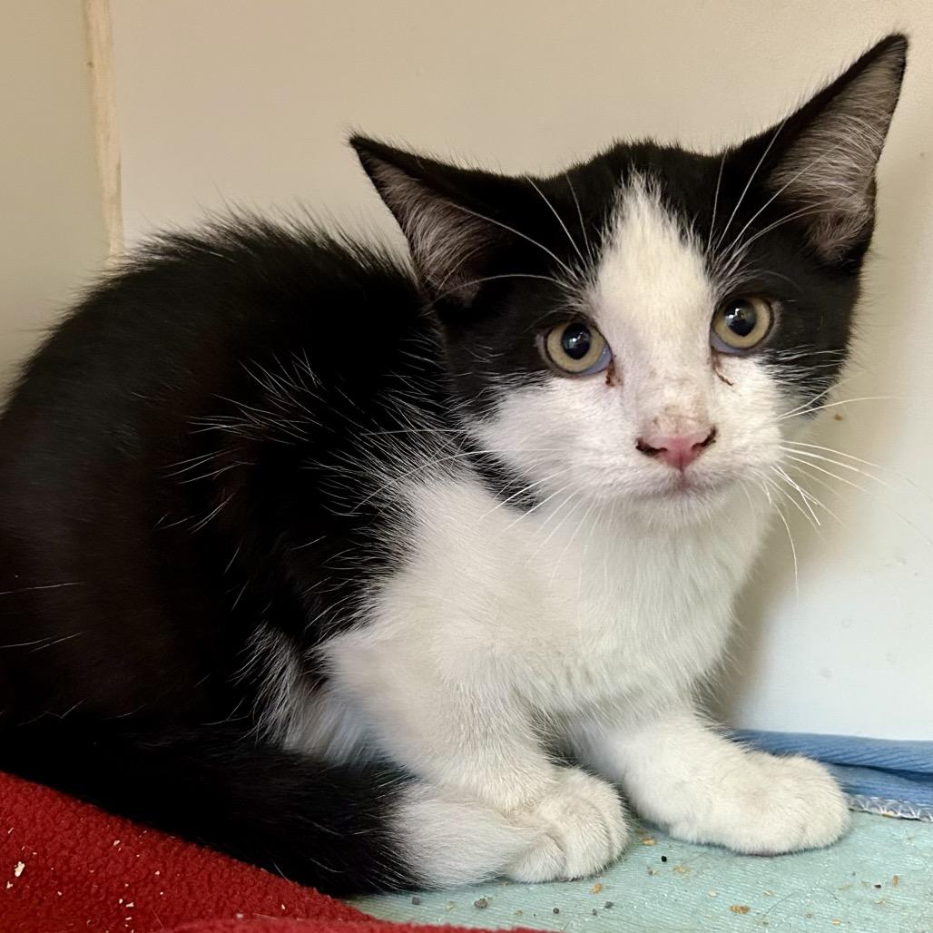 Duck, Adoptable, Kitten Male Domestic Short Hair.