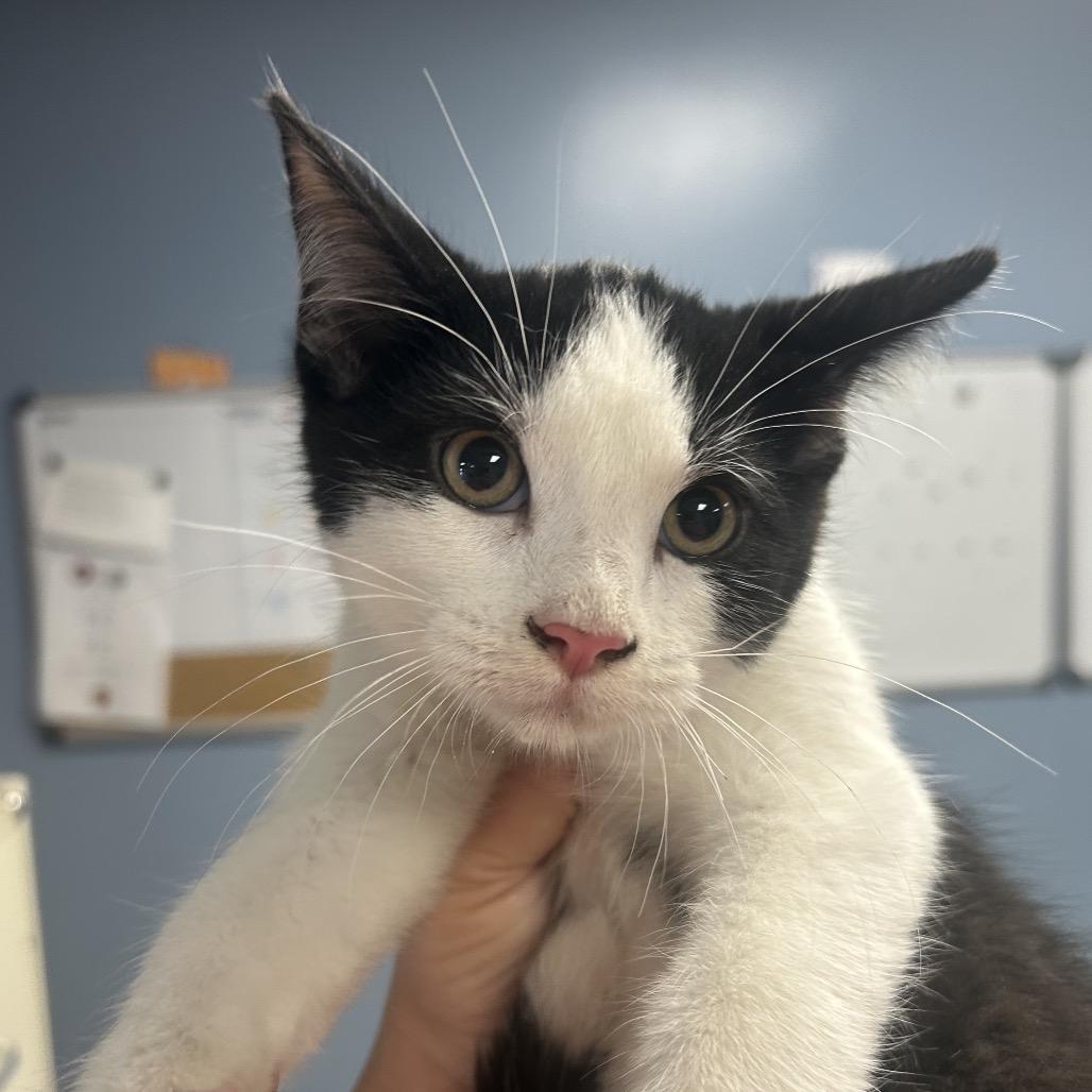 Duck, a Adoptable Domestic Short Hair in St Joseph, MO image 2/2