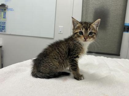 Kettle Corn, Adoptable, Kitten Female Domestic Short Hair.